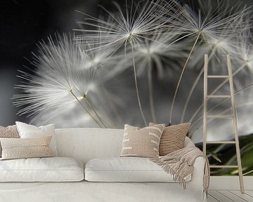 Dandelion by RuxiQue