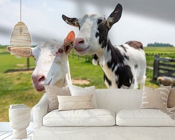 Fien und Fleur, die glücklichen Ziegen von Landerij de Park