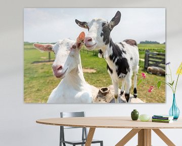 Fien and Fleur, the happy goats of Landerij de Park