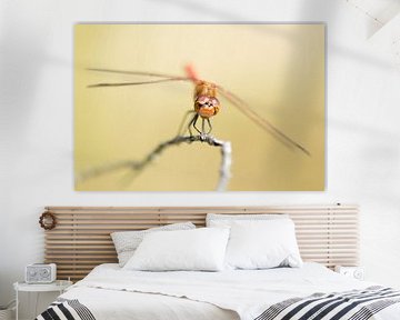 Grumpy Libelle by Herwin Wielink