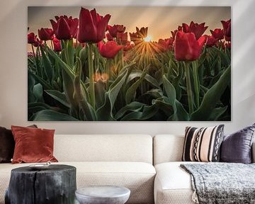 Zonnestralen door de tulpen heen van Jolanda Wisselo