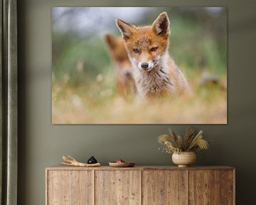 red fox cubs