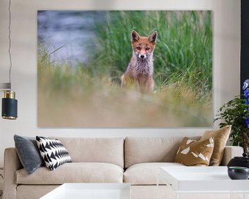 red fox cub by Pim Leijen