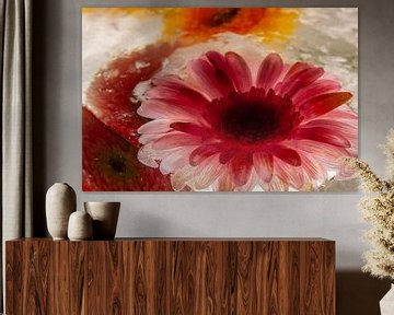 Gerbera en glace 1 sur Marc Heiligenstein