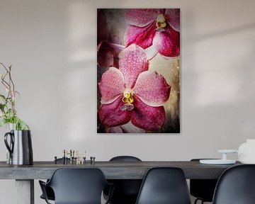 Vanda orchidee 3036A