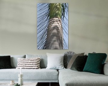 Stam van een palmboom in India