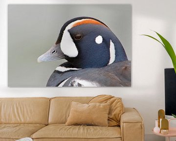 Harlequin Duck portrait, Barnegat, New Jersey, USA sur Wilfred Marissen