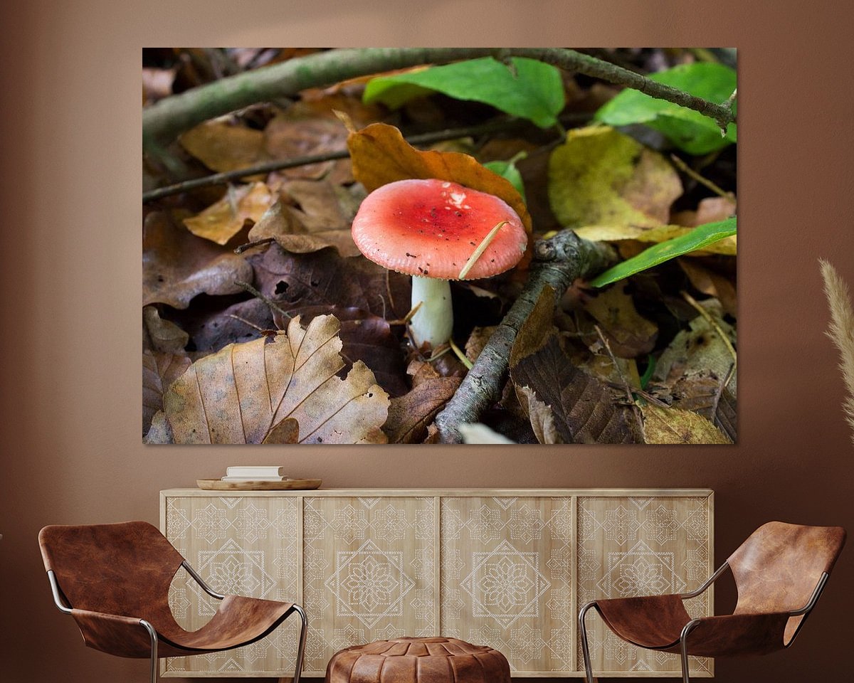 Aperçu de la chambre