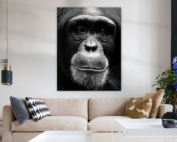Portrait de chimpanzé sur MSP Canvas