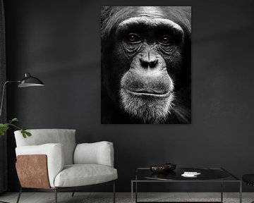 Porträt Schimpanse von MSP Canvas