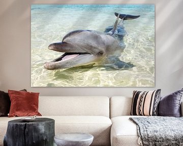 Een dolfijn, tuimelaardolfijn, op het strand. van Norbert Probst