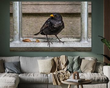 Merelmannetje poserend op een ladder van Harrie Muis