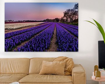Hyacinth fields in Noordwijk at Springtime! von Carla Matthee
