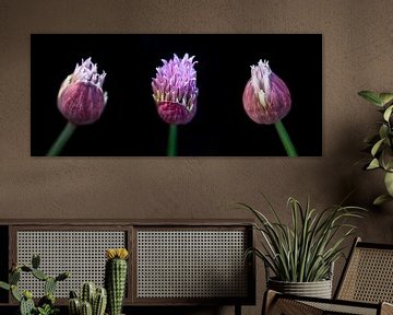 Drie allium bloemen op zwart van Luis Boullosa