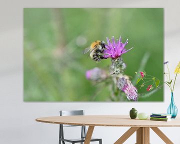 hommel op distel sur Mieke Verkennis