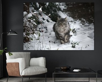 Norwegische Waldkatze im Schnee van Thomas Wagner