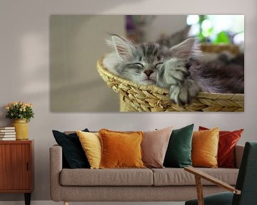 Schlafendes Katzenjunges/ Entspanntes Katzenbaby von Thomas Wagner