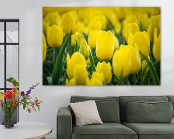 Tulipe jaune en gros plan, champ de tulipes