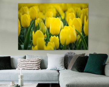 Gelbe Tulpe Nahaufnahme, Tulpenfeld von Patrick Verhoef