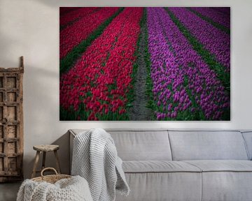 Paarse en rode tulpen