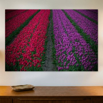 Purple and red tulips in Holland