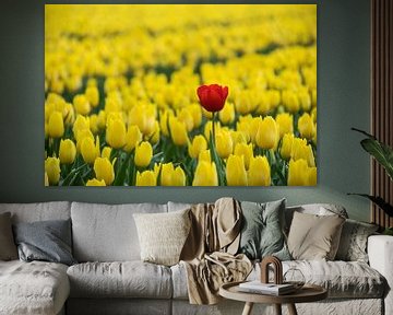 red tulip in a yellow field of tulips by Patrick Verhoef