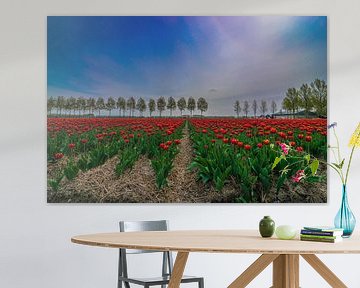 Rote Tulpen mit typisch holländischem Hintergrund