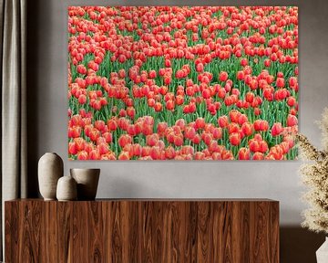 Red tulips in a field by Patrick Verhoef