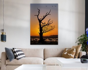 Silhouette d'arbre sur Lynxs Photography