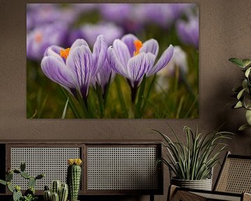 Krokussen Crocus sur Patricia van Nes