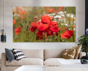 poppies by Kurt Krause