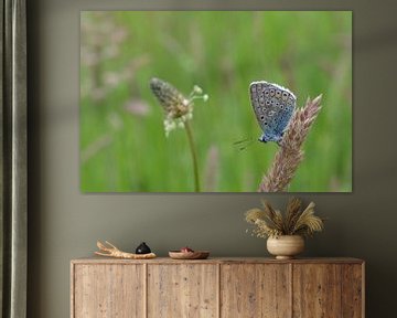 Vlinder Blauwtje Butterfly von Patricia van Nes