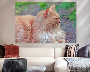 Maine Coon-poes of kater? van Ronald Smits