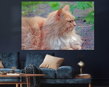 Maine Coon-poes of kater? van Ronald Smits