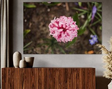 Pink flower on Dutch ground von Joost Prins Photograhy