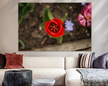 Red tulip! von Joost Prins Photograhy