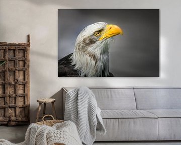 Portrait Weißkopfseeadler