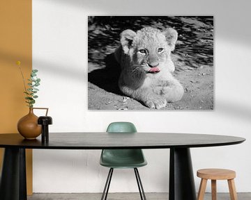 Lion Baby black and white color key