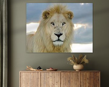 Hypnose  Löwen  Portrait