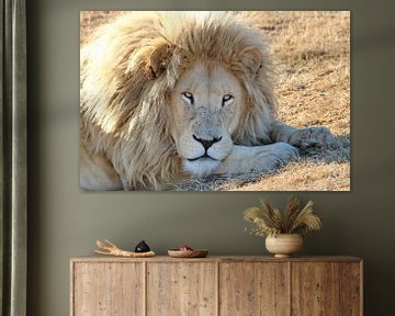 Weißes Löwen Männchen
