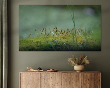 Simple grasses by Eddie Meijer