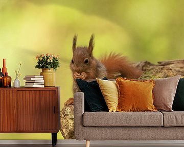 Junges Eichhörnchen