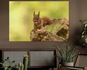 Young squirrel by Gonnie van de Schans