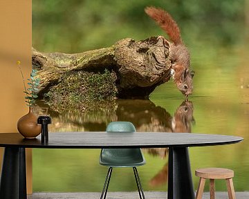 Durstiges Eichhörnchen