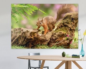 Squirrel by Gonnie van de Schans