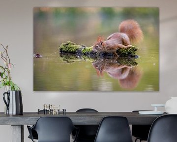 Squirrel with reflection by Gonnie van de Schans