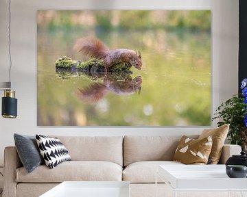 Squirrel with reflection by Gonnie van de Schans