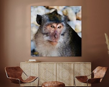 Close-up van een aap in Bali by Chantal Schutte