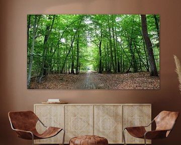 forest van Ostsee Bilder