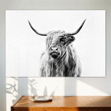 portret van een hoogland koe